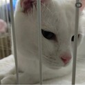甘えん坊で食べるのが大好きな白ネコちゃん