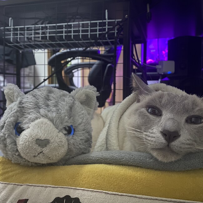 店長　のカバー写真