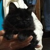 ちょっと怖がりだけど抱っこ大好き！ふわふわの黒猫 サムネイル2