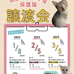 岡山手のひら子猫　猫の譲渡会