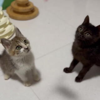 寒空の下保護された小さな姉弟！目がまんまる♪