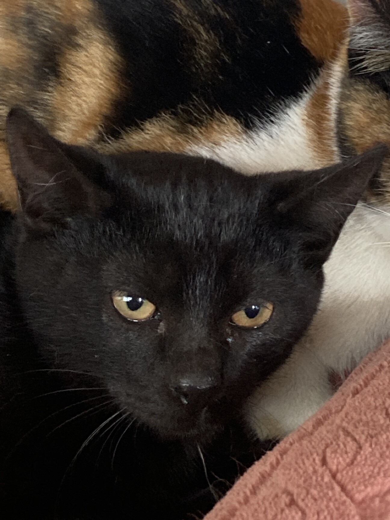 雑種 黒猫のごまちゃん 仮名 愛知県 猫の里親募集 4438 ペットのおうち 月間利用者150万人 雑種 黒猫のごまちゃん 仮名 愛知県 猫の里親募集 4438 ペットのおうち 月間利用者150万人