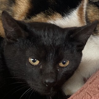 雑種 黒猫のごまちゃん(仮名)