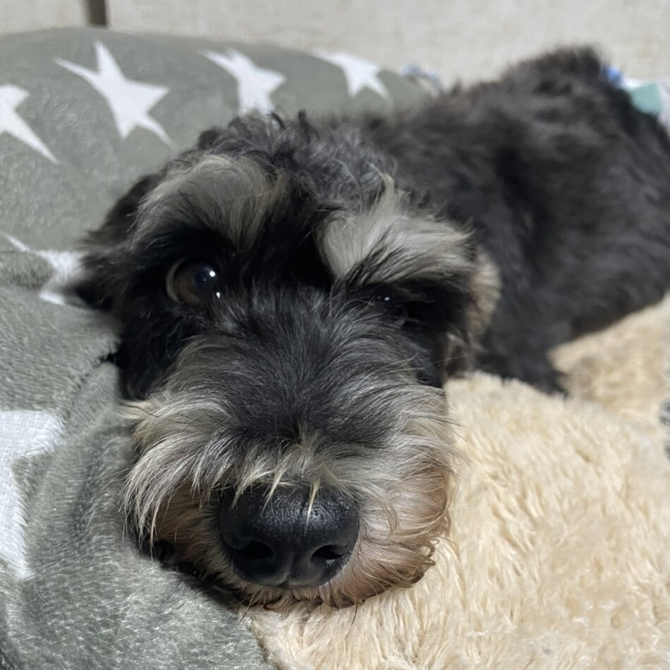 ななのカバー写真