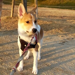 愛らしい　愛♀6ヶ月