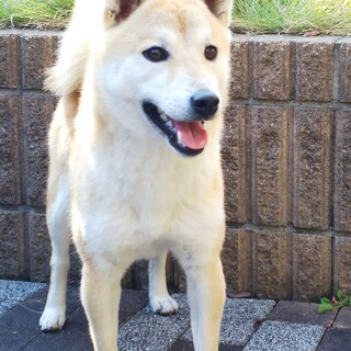 1歳　かわいいかしこい　ジョシーバ