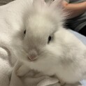 ライオンヘッドラビット　5月生まれ