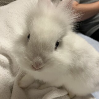 ライオンヘッドラビット　5月生まれ