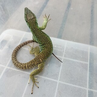 トカゲ（ホウセキカナヘビ）