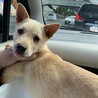 シークヮサー