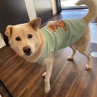 大きくて甘えん坊キング♡