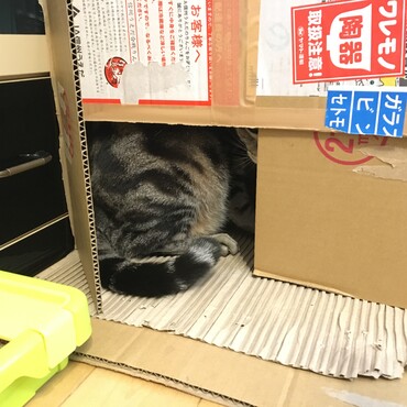 大晦日もいつも通り爪研ぎ部屋。視線を気にせずガリガリやってます♡