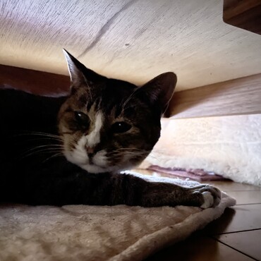 ソファー下の暮らしは安全？最近はモモに奪われて(･･;)