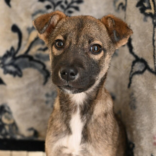 静かなアミリちゃん