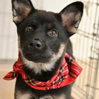 カコイイルカスくん！