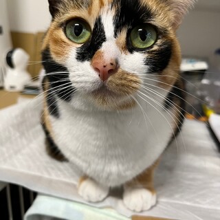 再募集です！美脚ステップちゃん♡