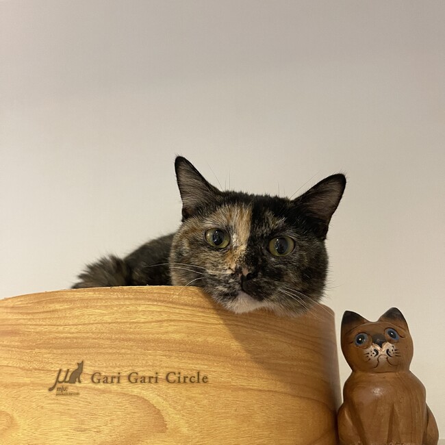 ねこじゃらしんのカバー写真