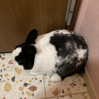 捨てうさくーちゃん