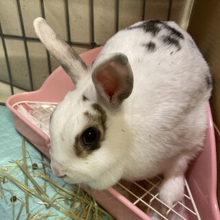 捨てうさあーちゃん