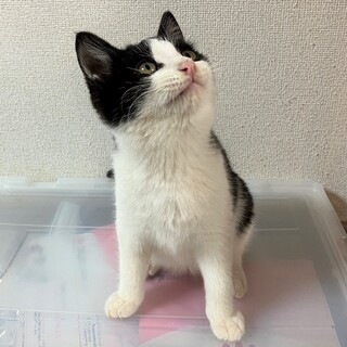 おててが短めモチモチフワフワのりつくん