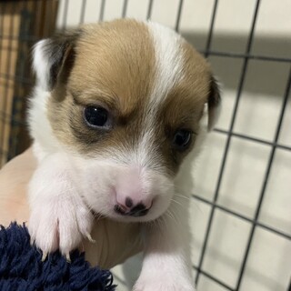 小さな女の子 11/15生まれ