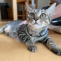 甘えん坊キジトラ　5ヶ月の女の子