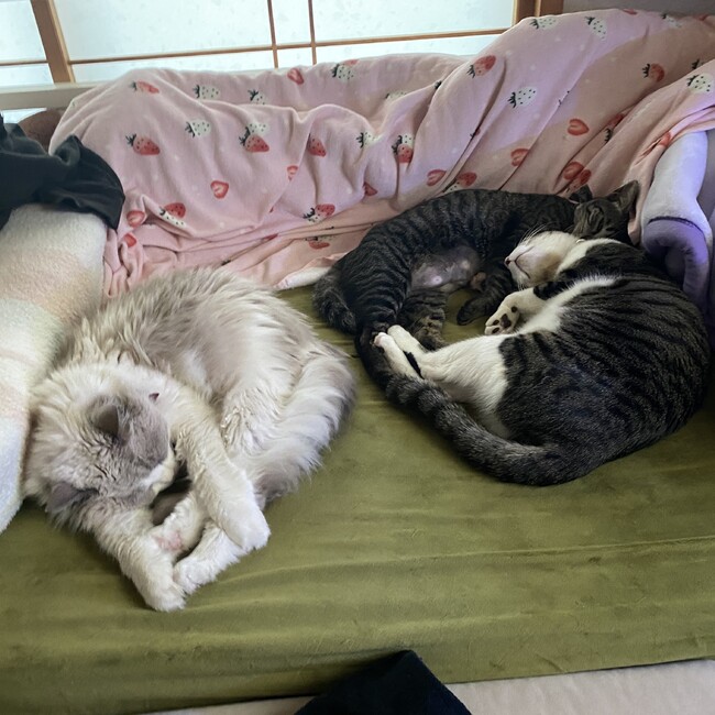 hachi729のカバー写真