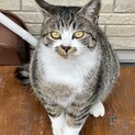 生後約8ヶ月くらいのキジ白ちゃん