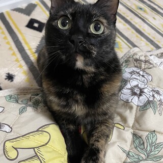 スリゴロが止まらない可愛いサビ猫ちゃん★成猫モア