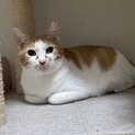 おっとり慎重派の甘えん坊★可愛い茶白の成猫アユラ