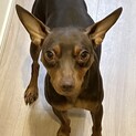 ミニピン 一歳半の男の子　元気で人懐っこいです！