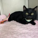 ツンデレ丸顔が癖になる写楽ちゃん