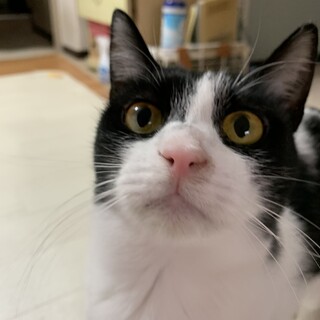 カメラ目線バッチリ⭐︎ふたばちゃん