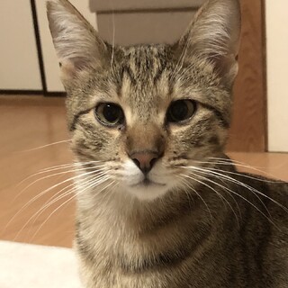 やんちゃで甘えんぼのマヒナ君