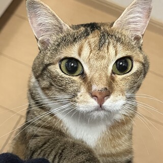 三毛猫 メス 下関