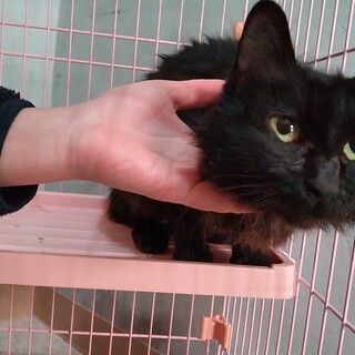 募集停止リリースする人慣れした穏やかな女の子