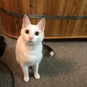 小柄な白猫ちゃん