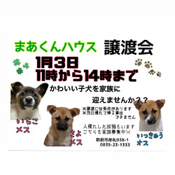 子犬の譲渡会を開催します