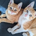 生後２ヶ月の男の子と女の子の兄妹子猫です