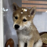 フラン