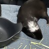 すけしん