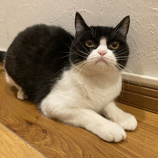 1歳の甘えん坊のハチワレ