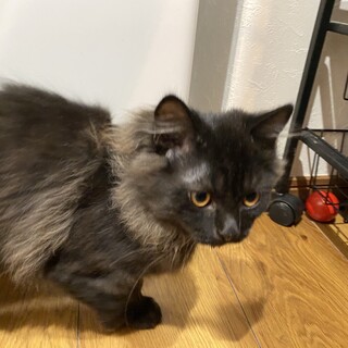 ペルシャと雑種の3ヶ月のハーフです。