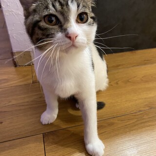 とても甘えん坊の3ヶ月雑種