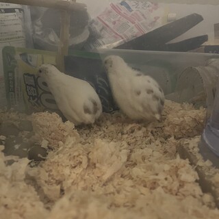 白い姫うずら2匹です