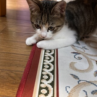 三毛猫 3ヶ月 メス 人馴れしてます♪