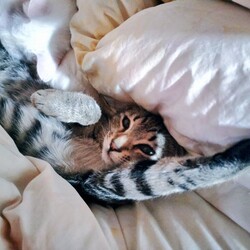 「里親募集終了しています」サムネイル1