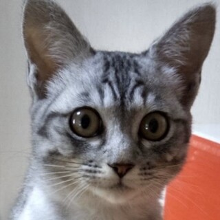 おとなしくて甘えん坊なグレーキジのビビちゃん❣️