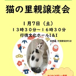 猫の里親譲渡会