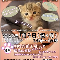 保護猫の譲渡会(兵庫県宝塚)